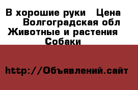 В хорошие руки › Цена ­ 1 - Волгоградская обл. Животные и растения » Собаки   